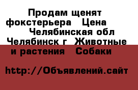 Продам щенятa фокстерьера › Цена ­ 20 000 - Челябинская обл., Челябинск г. Животные и растения » Собаки   